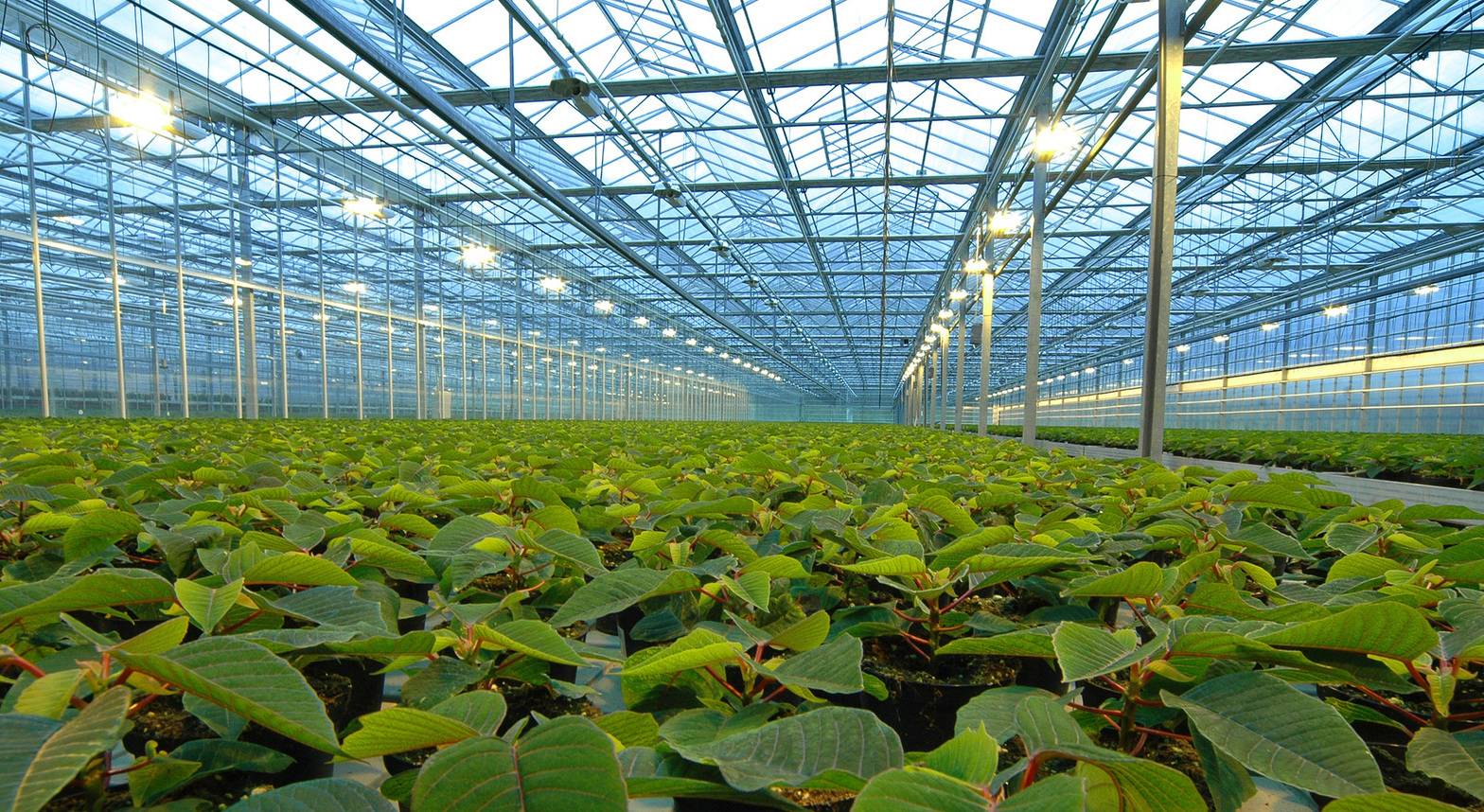 Экологичный подход к выращиванию и экспорту цветов