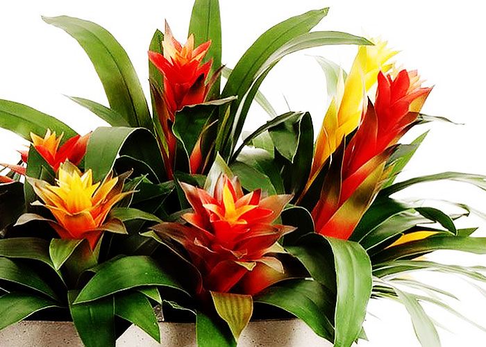 Экологичный тренд: спрос на цветы, выращенные с учетом экологии 1 Экологичный тренд: спрос на цветы, выращенные с учетом экологии