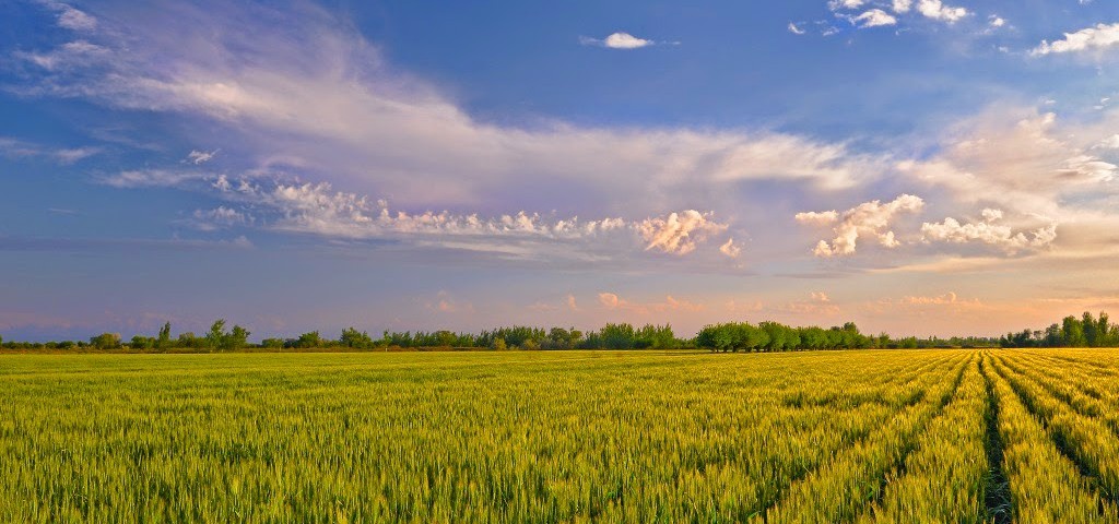 Экономическая эффективность использования экологически чистых материалов в цветоводстве 2 Экономическая эффективность использования экологически чистых материалов в цветоводстве