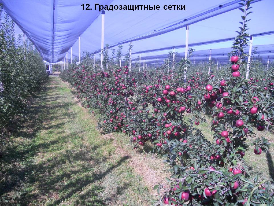 Инновационные технологии в сохранении свежести цветов при экспорте