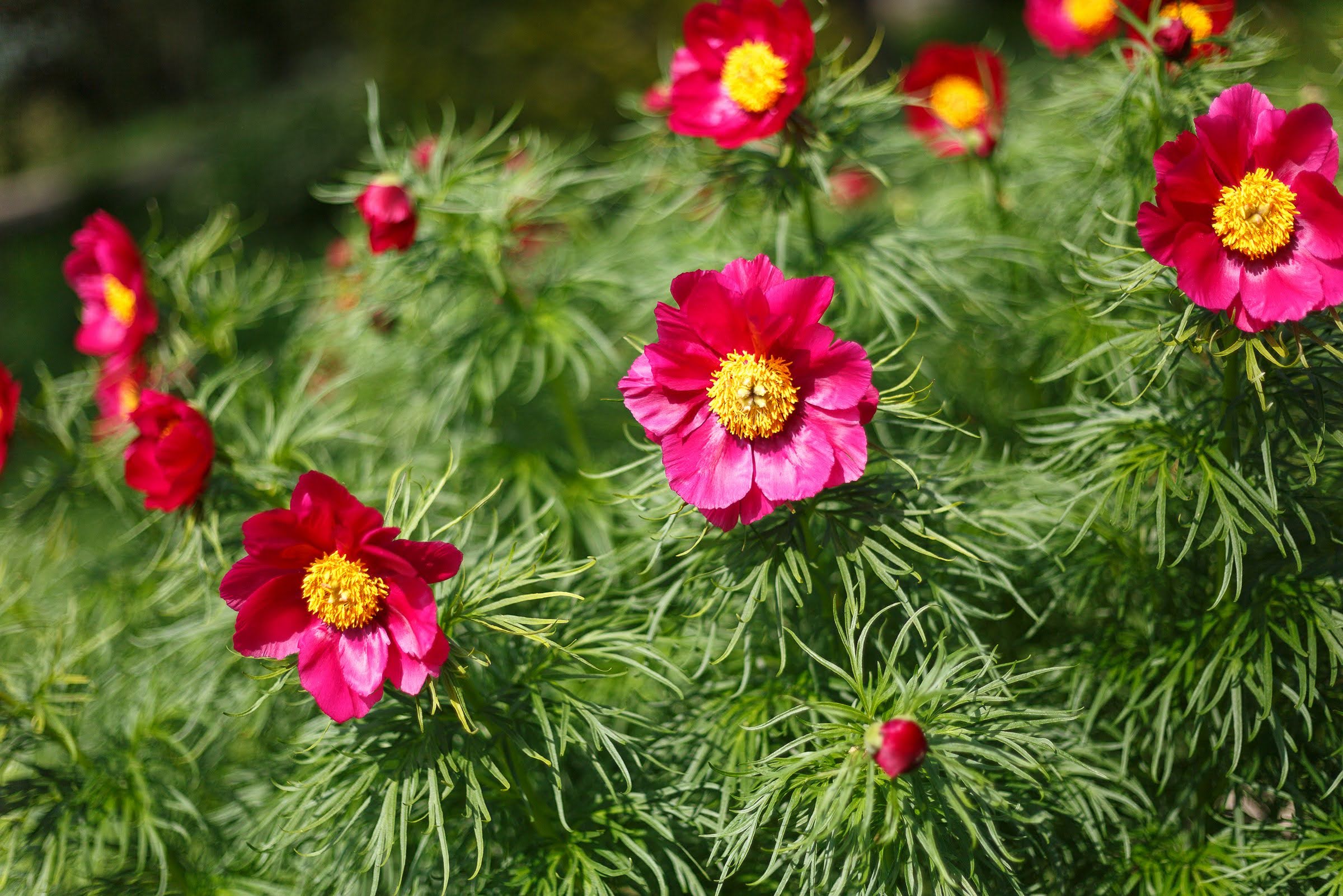 Инновационные технологии в выращивании цветов и их влияние на управление изменениями