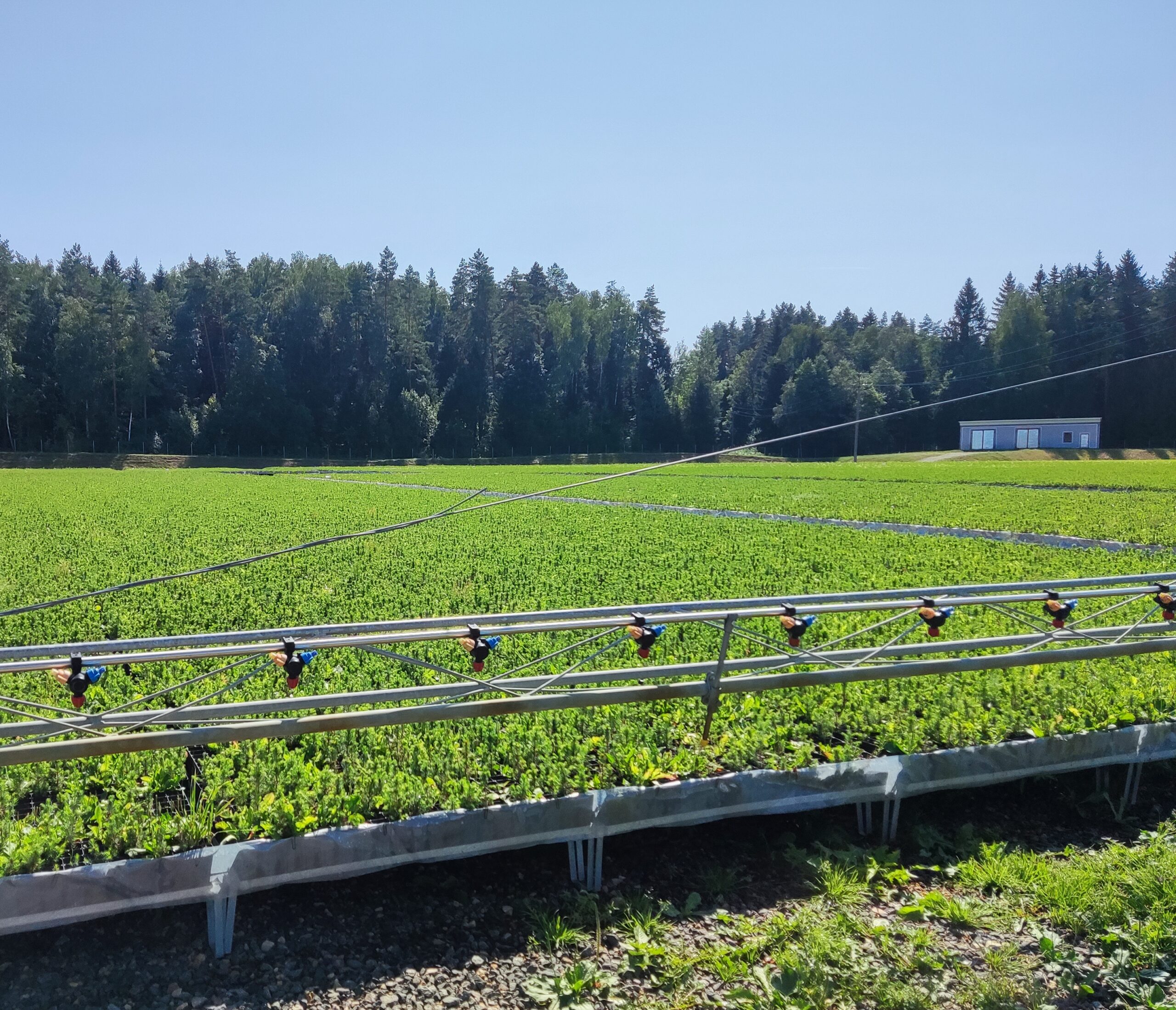 Использование дронов для мониторинга состояния цветочных плантаций