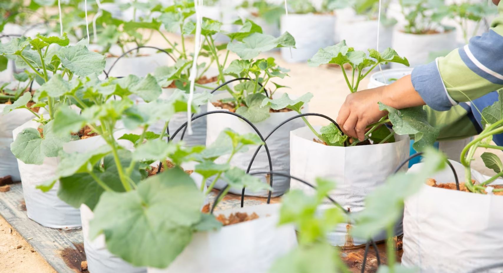 Использование современных методов обработки для повышения устойчивости цветов к внешним воздействиям 8 Использование современных методов обработки для повышения устойчивости цветов к внешним воздействиям