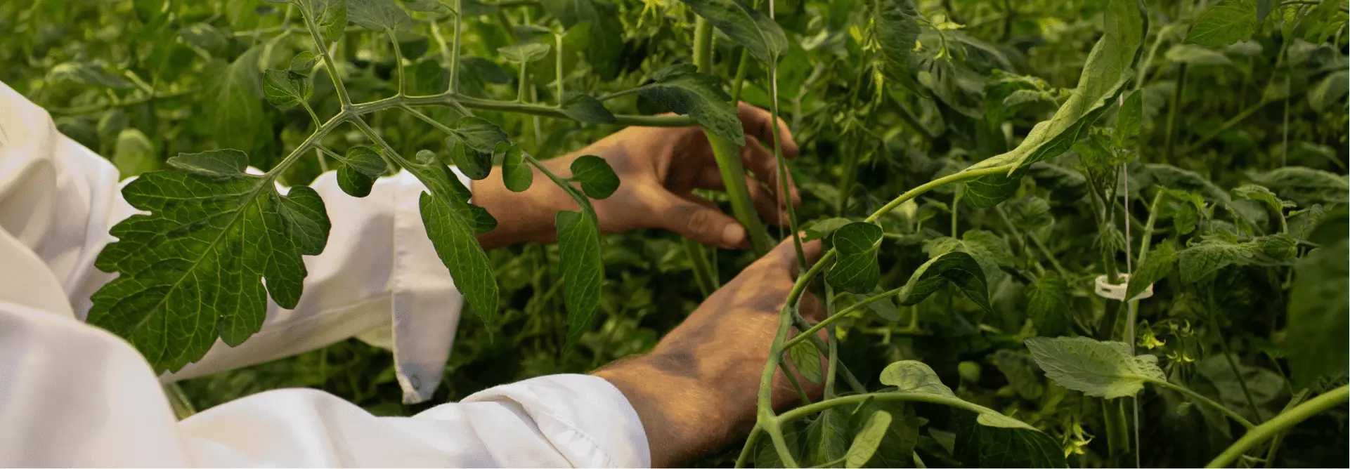 Как получить сертификат GlobalG.A.P. для цветочных хозяйств