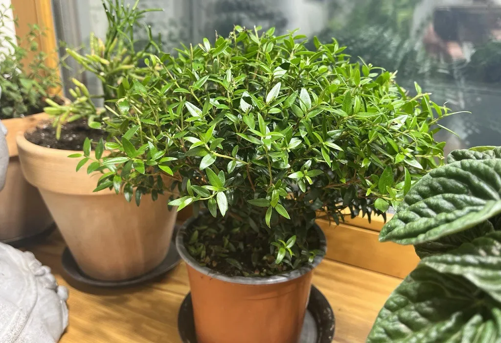 Комнатные растения: выгодное дополнение к вашему цветочному бизнесу 2 Комнатные растения: выгодное дополнение к вашему цветочному бизнесу