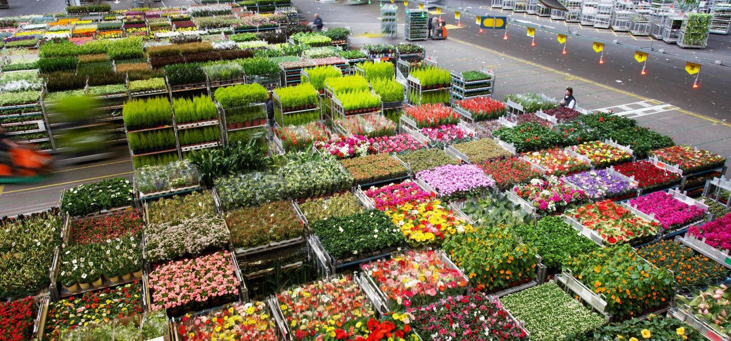 Логистика экспорта цветов: обеспечение свежести и сохранности