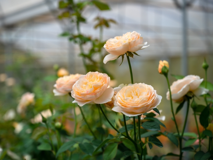 Логистика и доставка цветов на международном уровне