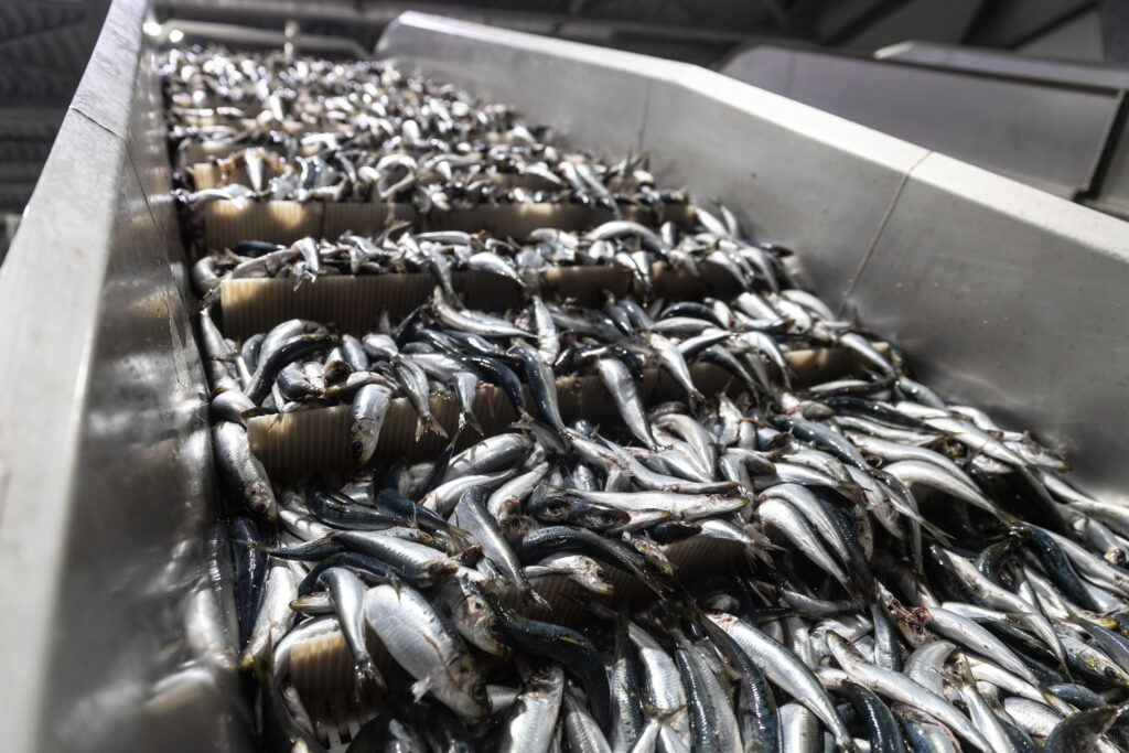 Логистика импорта цветов: от поля до прилавка 2 Логистика импорта цветов: от поля до прилавка