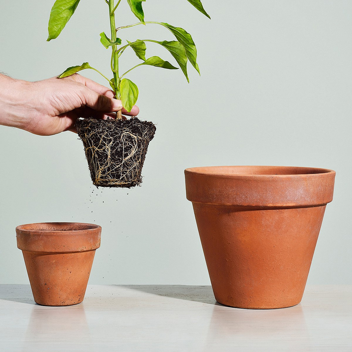 Оптимальные условия хранения цветов в коммерческих целях