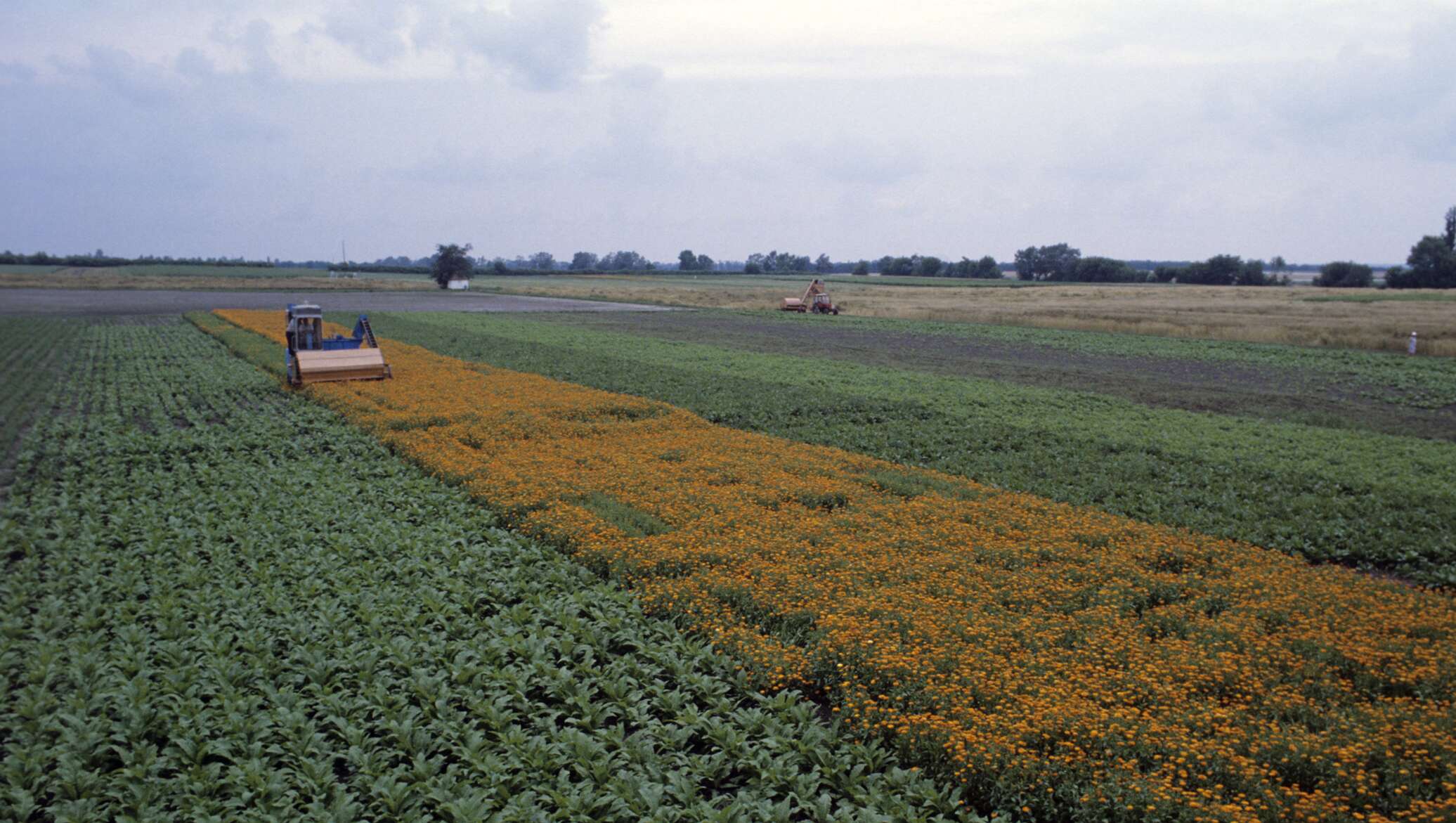 Оптимизация логистических решений для обеспечения свежести цветов