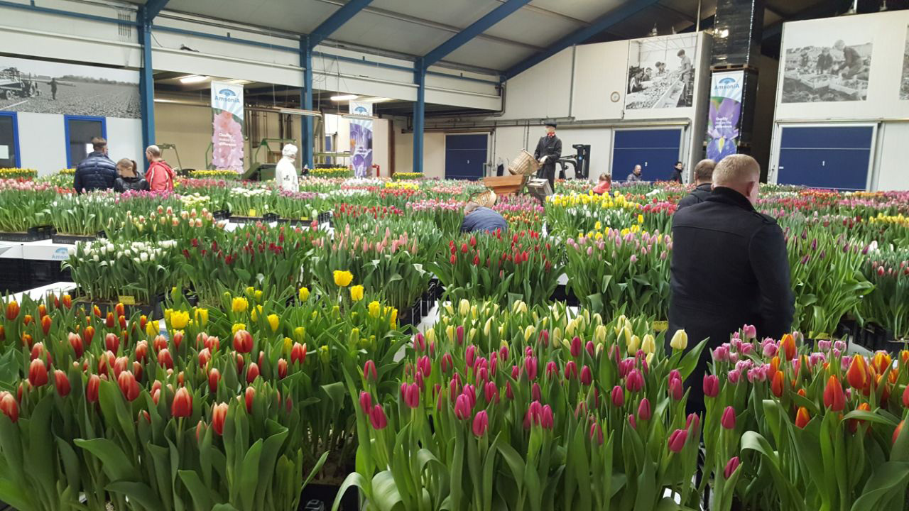 Особенности таможенного оформления срезанных цветов