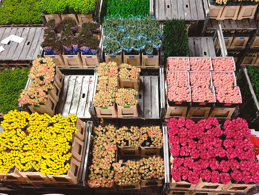 Перспективы развития рынка цветов в странах Азии 9 Перспективы развития рынка цветов в странах Азии