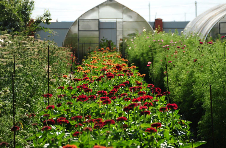 Сезонность и спрос: как правильно планировать импорт цветов