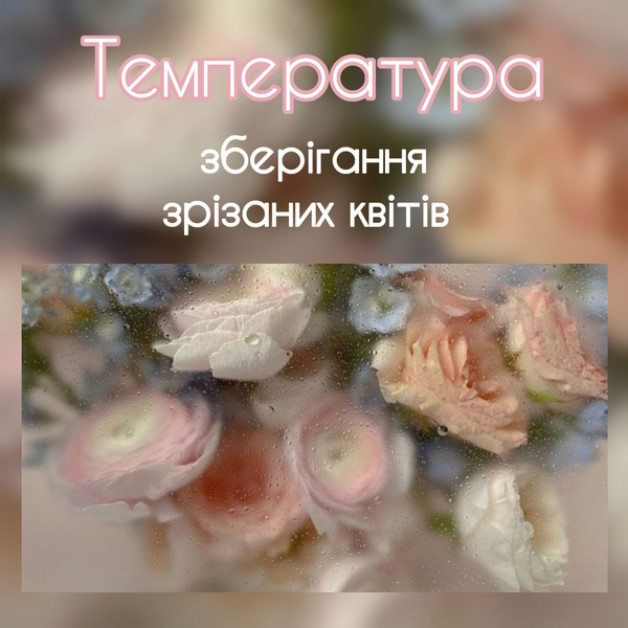 Сравнение различных методов хранения срезанных цветов 5 Сравнение различных методов хранения срезанных цветов