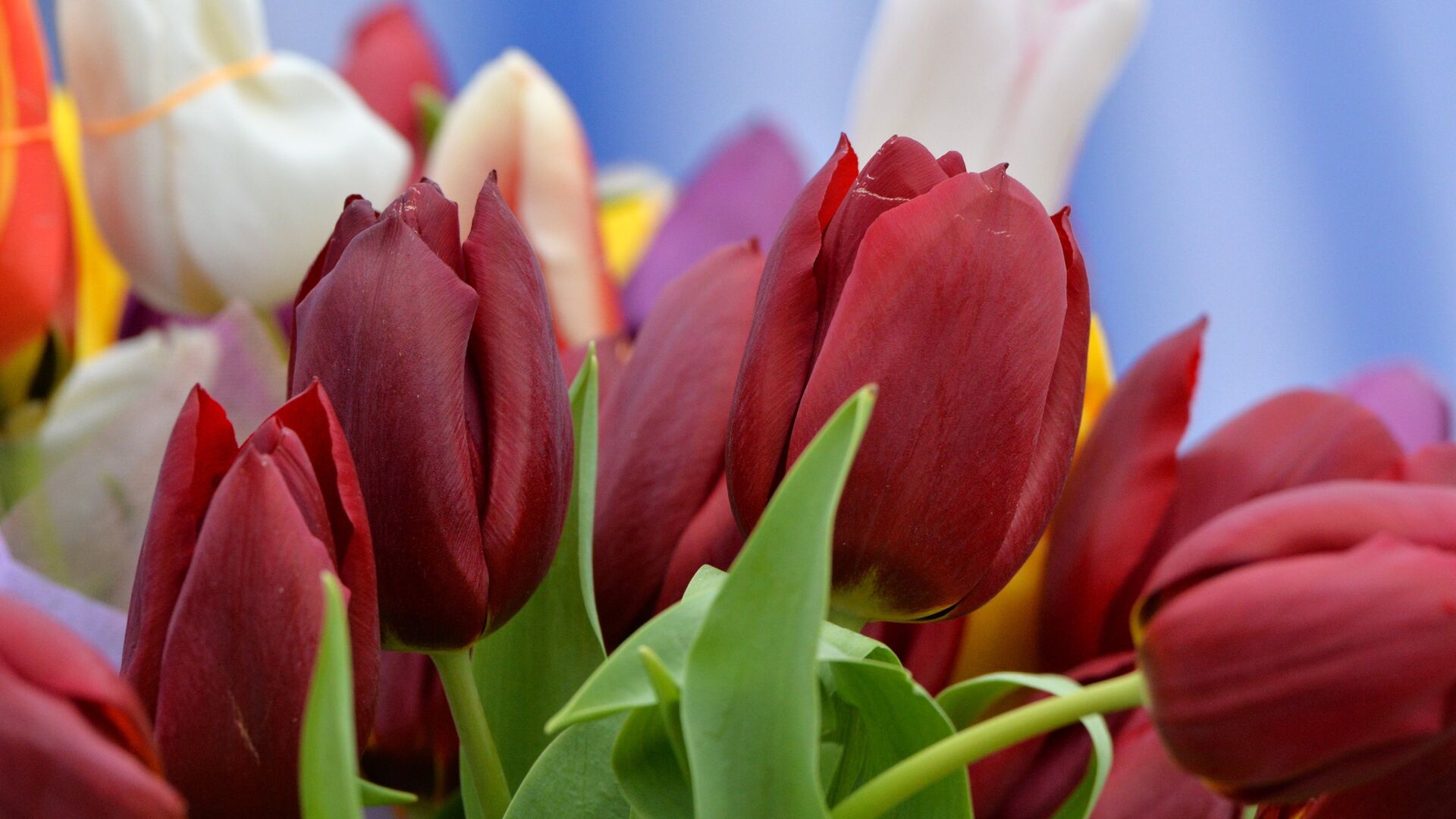 Таможенное оформление экспорта цветов