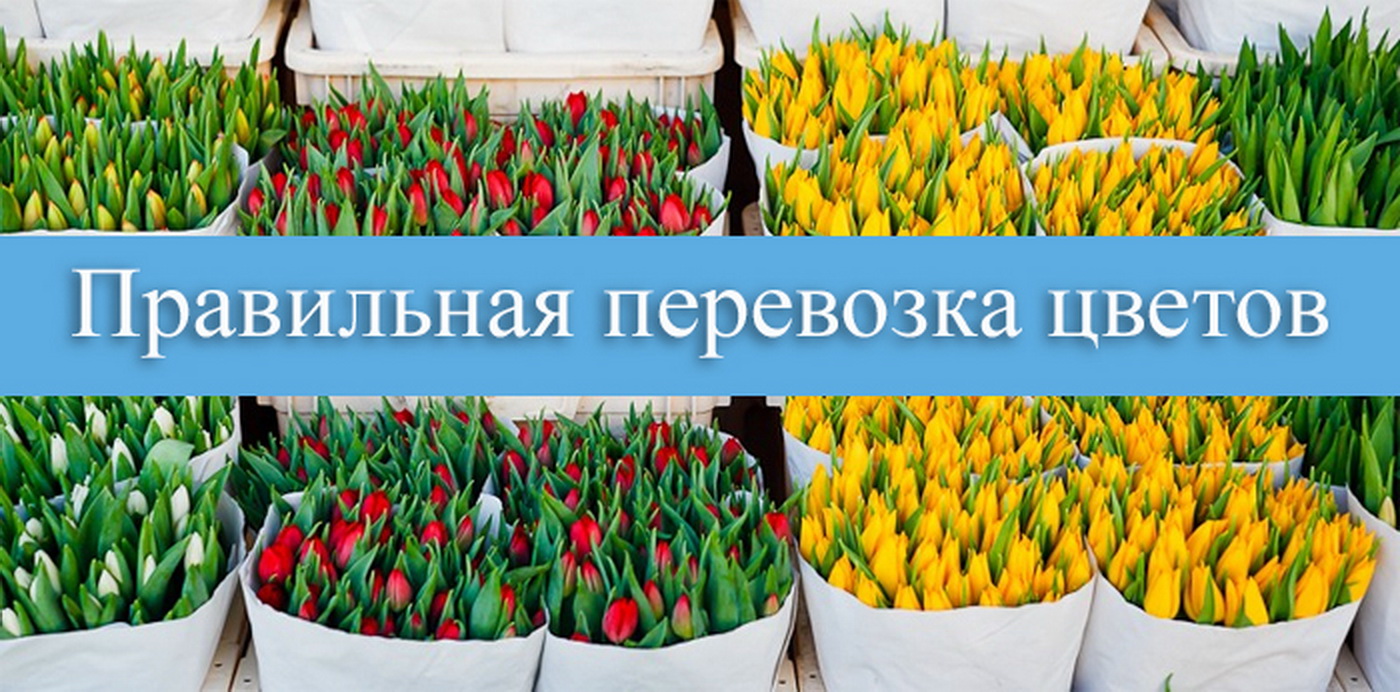 Учёт сроков доставки при выборе способа транспортировки цветов