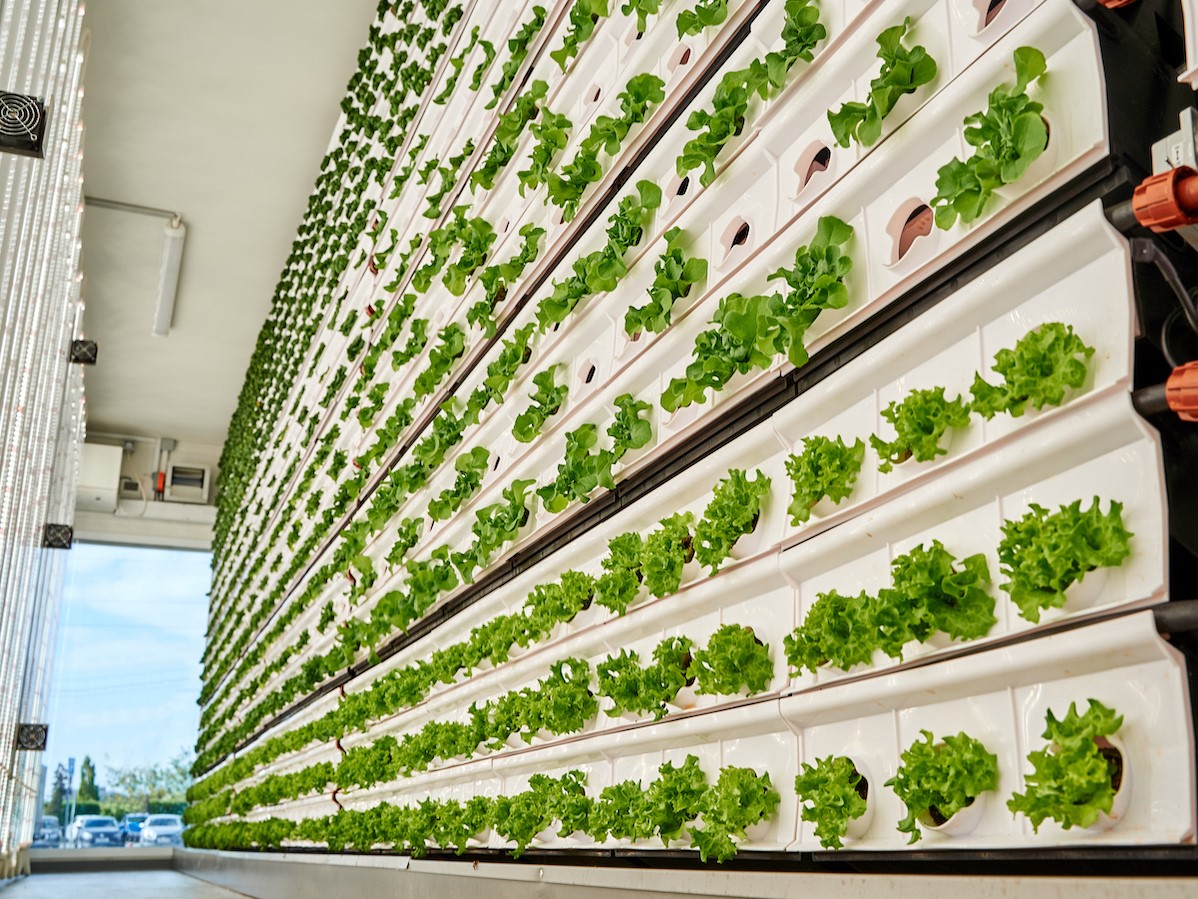 Вертикальные фермы и выращивание цветов в городской среде