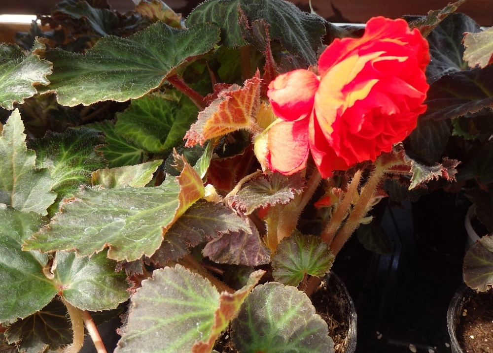 Внедрение экзотических растений: расширяем возможности вашего бизнеса