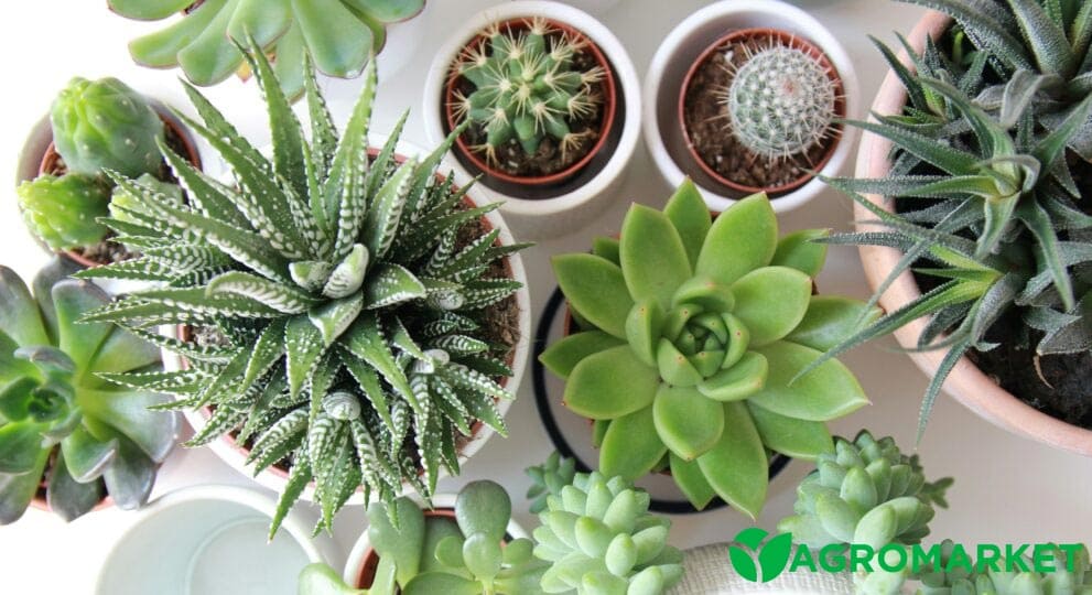 Внедрение экзотических растений: расширяем возможности вашего бизнеса