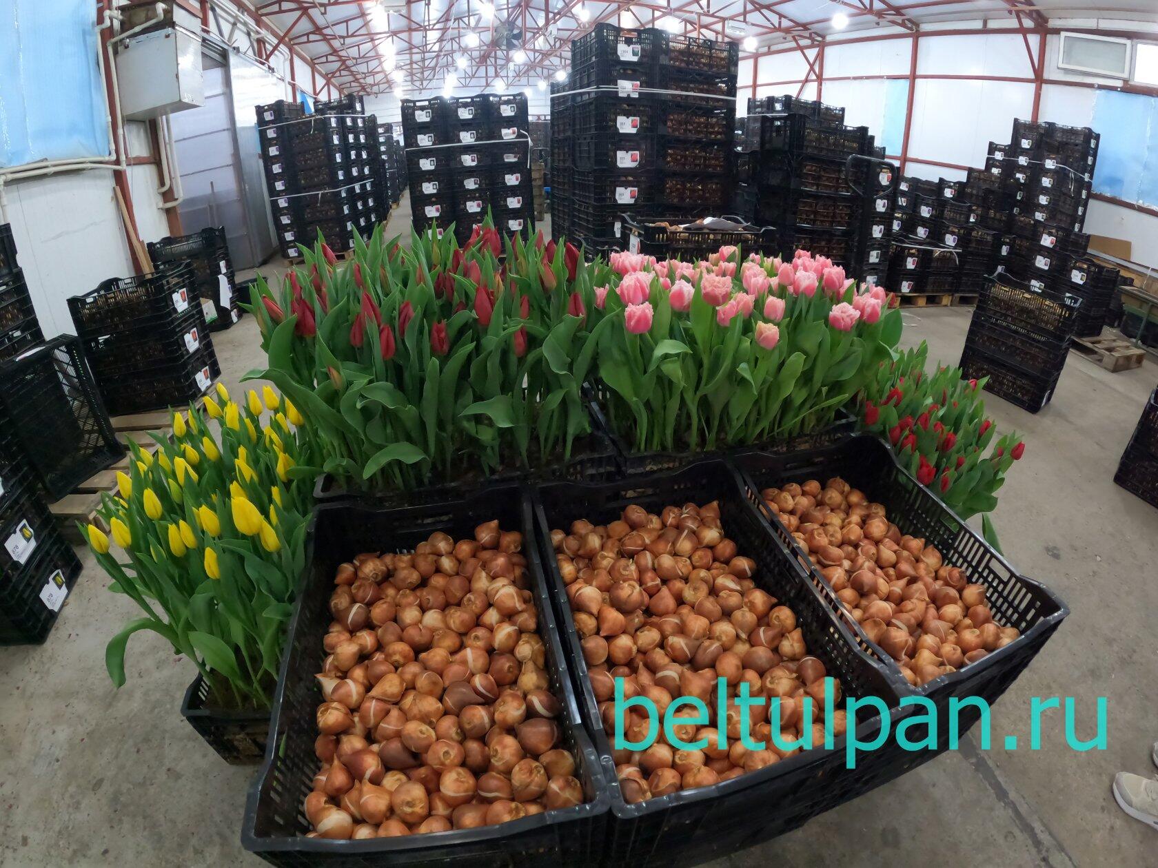 Выбор надежных поставщиков цветов для импорта