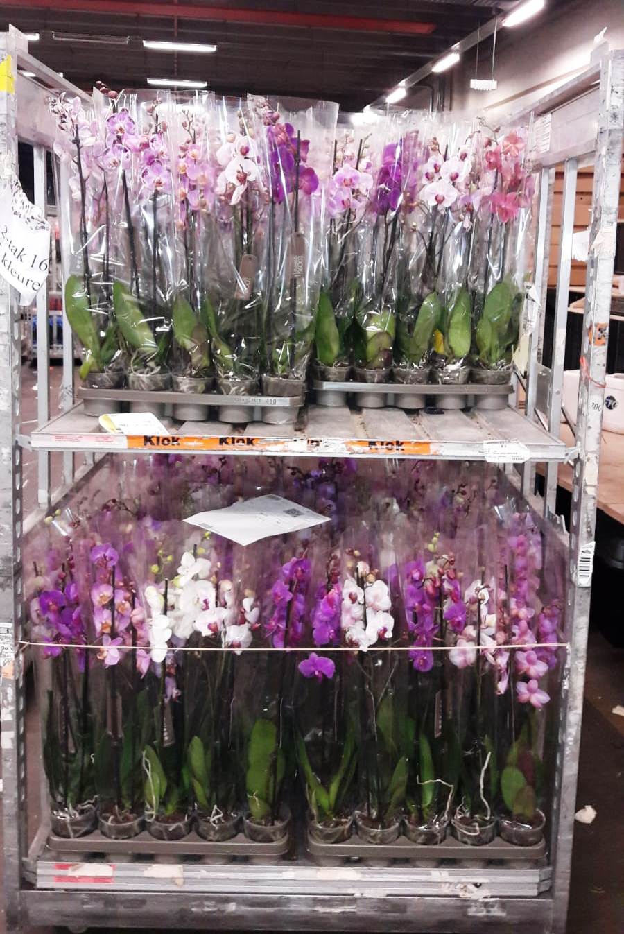 Выбор надежных транспортных компаний для доставки цветов 7 Выбор надежных транспортных компаний для доставки цветов